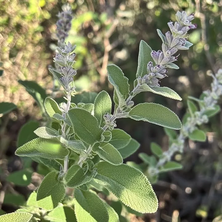 A bush in my yard with a fragrant smell, exploring plants around me.