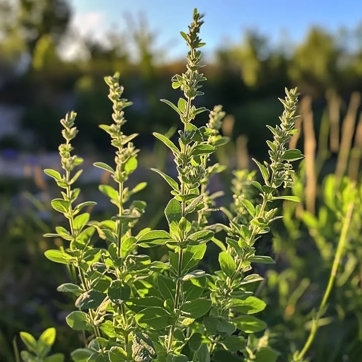 Herbal bush with a unique scent in a residential garden.