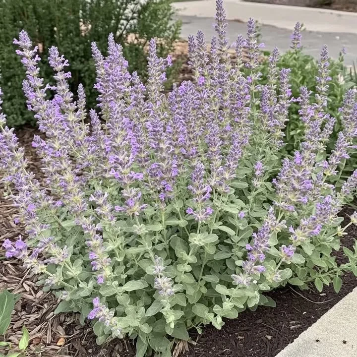 Identifying a bush with a herb-like scent in a backyard setting.