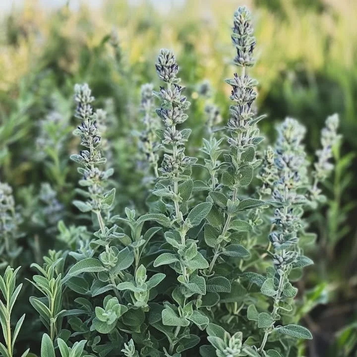 Bush with a strong herb-like scent resembling sage in garden landscape.
