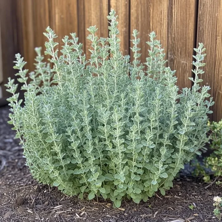 Fragrant bush in the yard, possibly an herb-like shrub among yard plants.