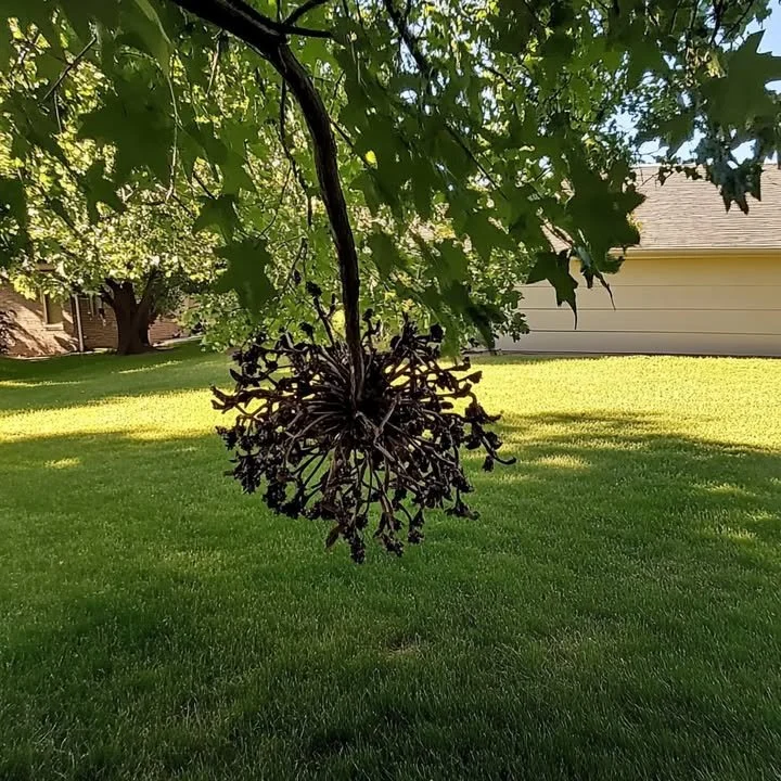 A view of trees shedding sticky balls in a front yard.