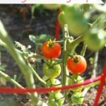 Gardener excited about tips for growing tomatoes and increasing harvest