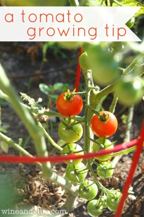 Gardener excited about tips for growing tomatoes and increasing harvest