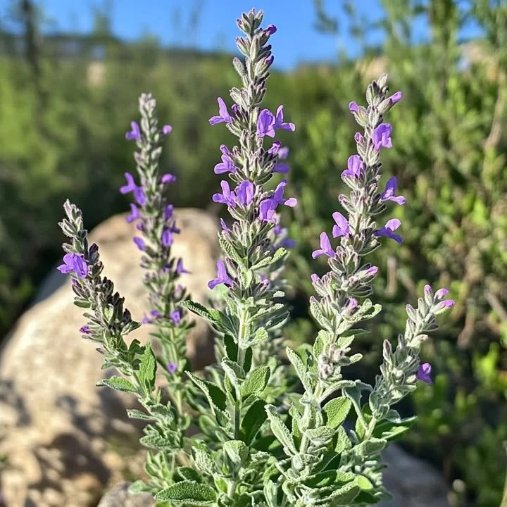 Scented bush with herb-like fragrance found in a garden.