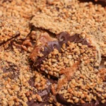 A close-up of Banana Bark showcasing its texture and color.